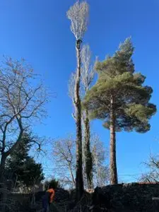 Tala y poda de árboles en altura Podas y talas de árboles en altura