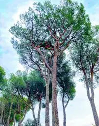 Tala y podas en altura en Jaén y provincia