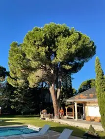 Tala y poda en Altura de árboles en Jaén y provincia